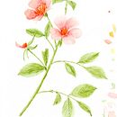 Meu projeto do curso: Ilustração botânica com aquarela Ein Projekt aus dem Bereich Kreativität, Zeichnung, Artistische Zeichnung und Aquarellmalerei von Bruna Cavenaghi - 26.12.2019