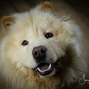 Mi Proyecto del curso: Introducción a la fotografía de perros. Fotografia de estúdio projeto de Serrana Rabosto Elizaga - 05.01.2020