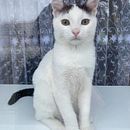 photo of my cat for the mood. Fotografia com celular projeto de Alexandra Timoshenko - 12.01.2020