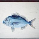 DORADA - Seafood collection . % Natuca Requero tarafından hazırlanan Sanat ve El Sanatları, Güzel sanatlar, Gerçekçi Çizim, Geleneksel illüstras, Ve on projesi - 01.13.2020