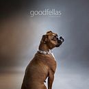 Mi Proyecto del curso: Introducción a la fotografía de perros. Un progetto di Fotografia di Edybeth Carballo - 14.01.2020