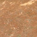 Pine Forest Ground - Photogrammetry Material. Un progetto di 3D, Progettazione 3D, Progettazione di videogiochi e Videogiochi di Pablo José de Andrés Martín - 21.01.2020