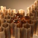 Honey Fluid simulation. Un progetto di 3D, Animazione 3D e Direzione artistica di Noisegraph Studio - 27.01.2020