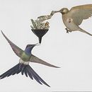 Projeto: Colagem com base na matéria 'Pássaros “checam” a informação antes de transmitir a seus vizinhos'. Un progetto di Collage di karenmenegheti - 31.01.2020