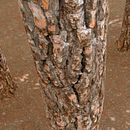 Pine Tree Bark - Photogrammetry Material. Un progetto di 3D, Progettazione 3D, Progettazione di videogiochi e Videogiochi di Pablo José de Andrés Martín - 30.01.2020