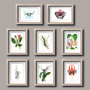 BONEFLOWERS. Un projet de Illustration traditionnelle, Illustration botanique , et Aquarelle de Ila Crossbow - 10.02.2020