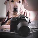Mi Proyecto del curso: Introducción a la fotografía de perros. Fotografia, Fotografia de estúdio, Fotografia de retrato, Fotografia digital, e Fotografia em exteriores projeto de Marina Quilon - 18.02.2020