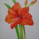 Amaryllis Ein Projekt aus dem Bereich Bildende Künste, Zeichnung, Bleistiftzeichnung, Artistische Zeichnung, Design, Produktdesign, Grafikdesign, Buchbinderei, Traditionelle Illustration, Botanische Illustration und Aquarellmalerei von Soraia Alonso - 11.03.2020