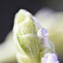 Mis primeras foto en macro. Photograph project by Angie Barroso - 03.13.2020