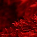 Entre rojos . % Beatriz Cruz tarafından hazırlanan Ürün Fotoğrafçılığı, Ve Ticari Fotoğrafçılık projesi - 03.17.2020