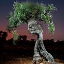 The Walking Trees. Photograph, Fine-Art Photograph, Digital Photograph, Documentar, Photograph, and Outdoor Photograph project by Alejandro Chaskielberg - 07.07.2020