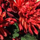 Meu projeto do curso: Visões da Quarentena  Ein Projekt aus dem Bereich Kreativität von Marcus Brodbeck da Silveira - 27.03.2020