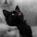 once upon a time... a cat. Un progetto di Fotografia di nadabenjannet - 31.03.2020