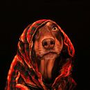 CANELA - CANELITA . Fotografia projeto de angie_1819 - 02.04.2020