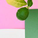 Mi proyecto: Fondos de plantas y cartulinas Ein Projekt aus dem Bereich Mobile Design, Artistische Fotografie und Botanische Illustration von Sandra DM - 27.04.2020