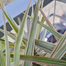Aprediendo a enfocar los detalles. Un projet de Photographie artistique de Monica Reategui - 13.04.2020