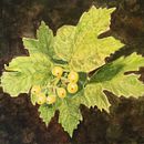 My project in Botanical Illustration with Watercolors course. Un progetto di  di Jacqueline - 07.04.2020
