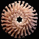 Mi Proyecto del curso:  Animación 3D para no animadores con Cinema 4D . % Oscar Ricardo Romero Ruiz tarafından hazırlanan 3D, Animas, on, 3D Animas, Ve on projesi - 04.08.2020