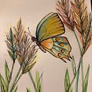 transmutación. Desenho projeto de indra scavuzzo - 09.04.2020