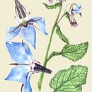 Mi Proyecto del curso: Ilustración botánica con acuarela. Traditional illustration, and Botanical Illustration project by Dolors Quiles Giner - 04.10.2020