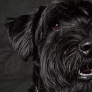 Mi Proyecto del curso: Introducción a la fotografía de perros Ein Projekt aus dem Bereich Fotografie von David Zato - 10.04.2020