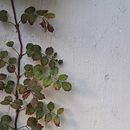 Proyecto: principiantes . Een project van  Tekening van Dayana - 11.04.2020