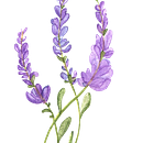 Mi Proyecto del curso: Ilustración botánica con acuarela. Projekt z dziedziny Malowanie akwarelą użytkownika Luis Angel - 11.04.2020