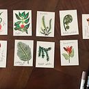 Copias de Katie Scott Ein Projekt aus dem Bereich Zeichnung und Botanische Illustration von Gabriela Pino García - 18.11.2018