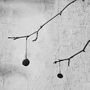 Fotografía en blanco y negro. Projekt z dziedziny  Architektura, Fotografia i Fotografowanie smartfonem użytkownika David Cortez - 16.04.2020