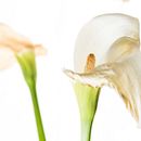 Mi Proyecto del curso: Iluminación con flash de mano para principiantes. Un projet de Photographie, Photographie de studio , et Éclairage photographique de David Monge - 16.04.2020