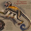 Mono Capuchino Ein Projekt aus dem Bereich Digitale Zeichnung, Botanische Illustration und Digitale Illustration von Javier Guarin - 17.04.2020