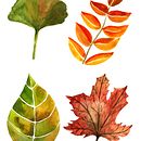 Mi Proyecto del curso: Ilustración botánica con acuarela. Un progetto di Disegno artistico e Design di Siboney Appelgren - 17.04.2020