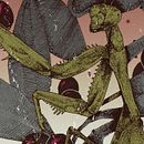 Belladonna. Drawing, Artistic Drawing, Poster Design, Graphic Design, and Traditional illustration project by Pedro Pérez Mendoza - 04.18.2020