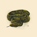Anaconda verde Eunectes murinus - Ilustración naturalista. Projekt z dziedziny Trad, c, jna ilustracja, Ilustracja c i frowa użytkownika Carolina Mateos - 20.04.2020