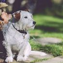 Mi Proyecto del curso: Plan de Medios  . Desain proyek oleh David Turcios - 04.20.2020