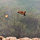 Meu projeto do curso: Introdução à fotografia digital . Mendongeng proyek oleh Lís Barros - 05.29.2020