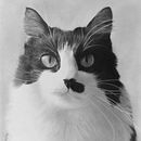 Retrato a grafito de gato. Drawing, Pencil Drawing, Artistic Drawing, Portrait Drawing, Realistic Drawing, and Traditional illustration project by Jordi Castells Navarro - 04.23.2020