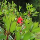 Meu projeto do curso: Natureza em desconfinamento. Fotografia projeto de Miguel Pinto - 02.06.2020