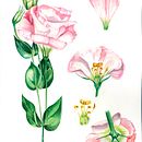My project in Botanical Illustration with Watercolors course . % Yuliya Chernova tarafından hazırlanan Geleneksel illüstras, Ve on projesi - 03.29.2020