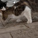 Rebelión en la "granja" . Fotografie, Fotografie digitală și Fotografie în aer liber de Magda Gallardo - 04.28.2020