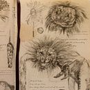 Newt Scamander notebook. Pencil Drawing, Editorial Design, and Traditional illustration project by Sheila Onandía - 04.28.2020