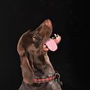 Mi Proyecto del curso: Introducción a la fotografía de perros . % Sandy Colter tarafından hazırlanan Fotoğrafçılık, Portre Fotoğrafçılığı, Ve Dijital Fotoğrafçılık projesi - 04.28.2020