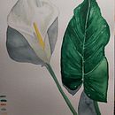 Proyecto de curso: Una cala blanca Ein Projekt aus dem Bereich Botanische Illustration von Araceli Rivadulla - 30.04.2020