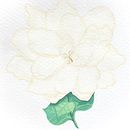 My project in Botanical Illustration with Watercolors course. Watercolor Painting project by Todd N Tiffany Sanders - 04.30.2020