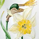 Primavera en Tierra del Fuego. Narciso. Traditional illustration, Fine Arts, Watercolor Painting, and Botanical Illustration project by Cristina Goodall - 06.14.2024