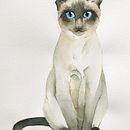 El gato siamés de Victoria. Un progetto di Disegno artistico e Disegno realistico di Irene R Calzadilla - 01.05.2020