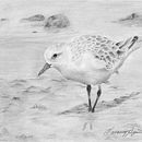 Dueños de la Tierra (2018) Fauna autóctona de la Patagonia Argentina . Un projet de Dessin au cra , et on de Agustina Lanesán - 05.04.2018