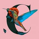 Textile Prints with Digital Techniques - Colibri Bird. Digital Illustration project by Sebastian Pandelache - 05.06.2020