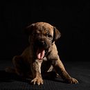 Cuarentena con cachorritos ... y mi Maui !. Un proyecto de Fotografía de erika carrera - 06.05.2020