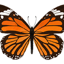 Mariposa monarca . Desen digital de Kerstin García - 01.14.2018